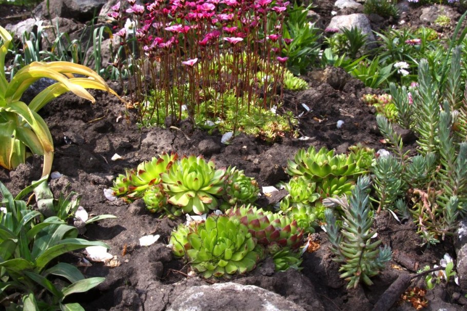 Рокарий с молодило