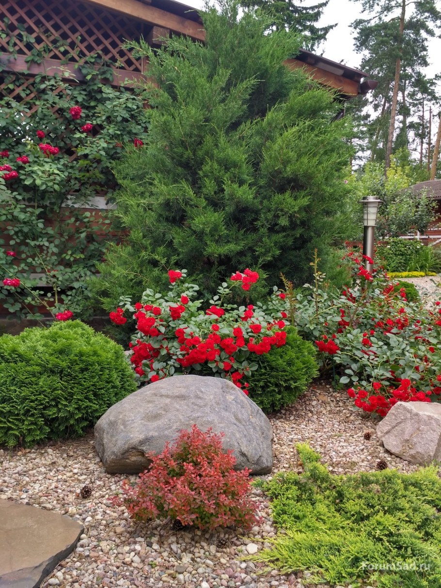 Туи, можжевельники, барбарисы в ландшафтном