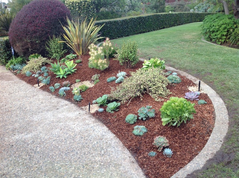 Рокарий хвойники Суккуленты