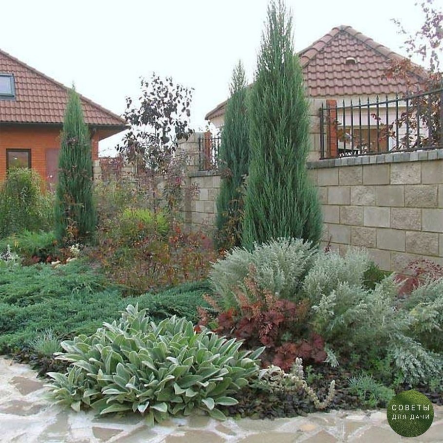 Миксбордер с можжевельником Стрикта