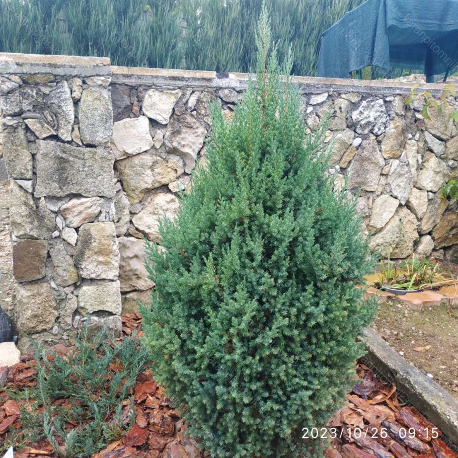 Кипарисовик Элвуди д9