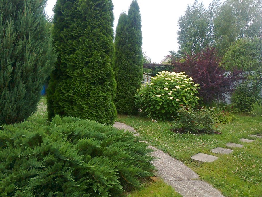 Миксбордер с туей Смарагд