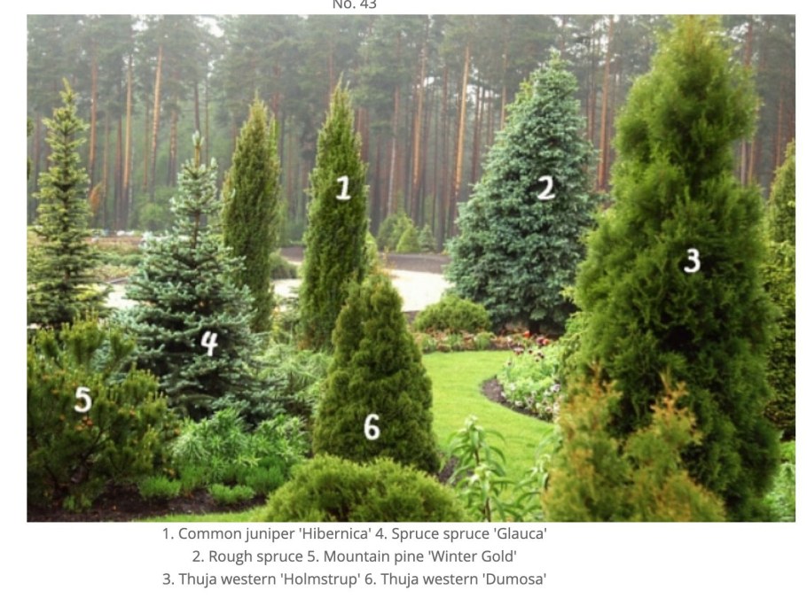 Можжевельник обыкновенный Hibernica