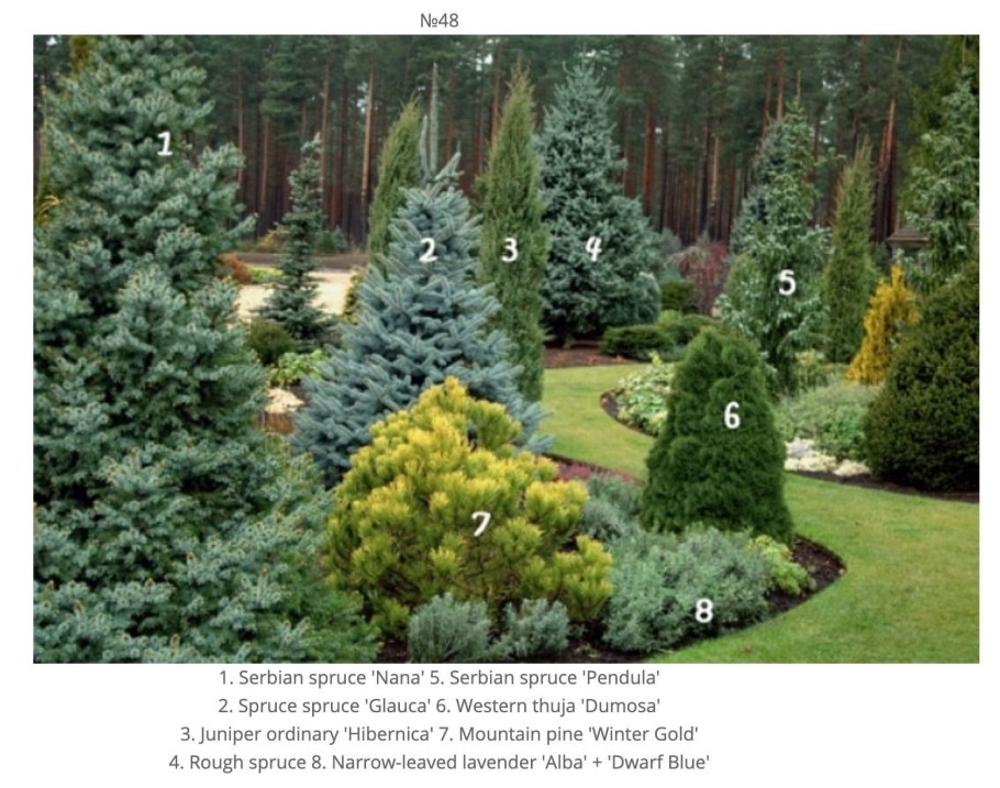 Ель Сербская Пендула