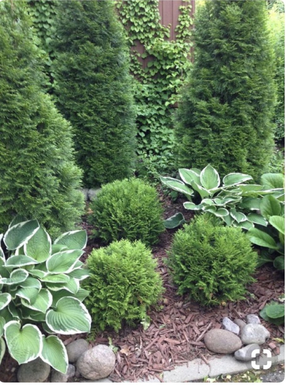 Туя Западная Брабант