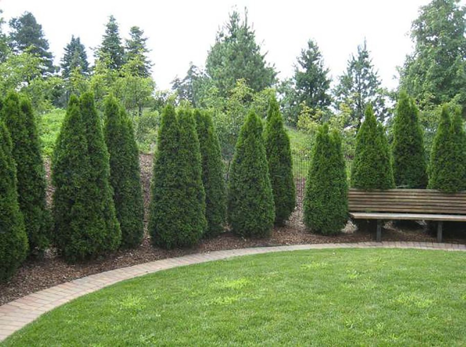 Туя Даника изгородь