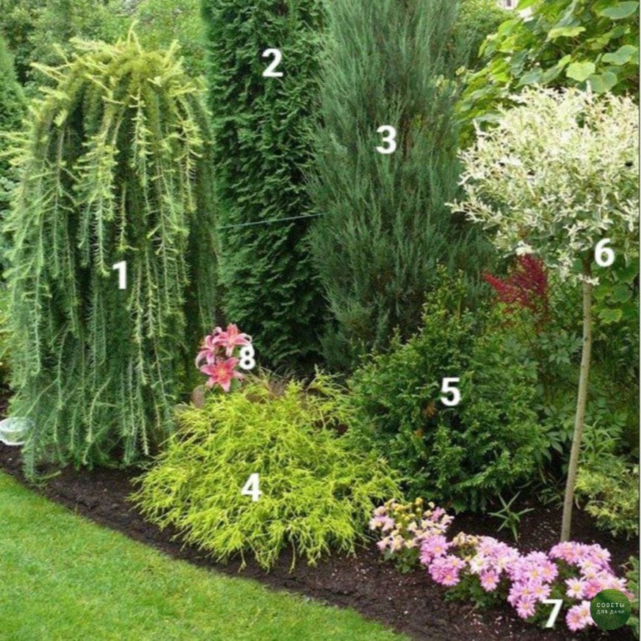 Можжевельник Скайрокет