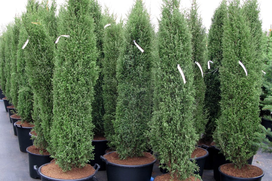 Juniperus communis Hibernica на штамбе