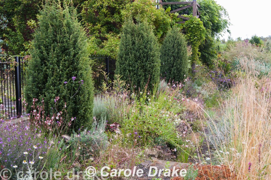 Можжевельник обыкновенный Хиберника Hibernica