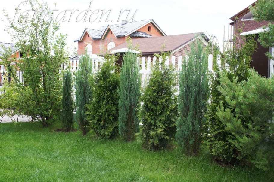 Живая изгородь можжевельник и Смарагд