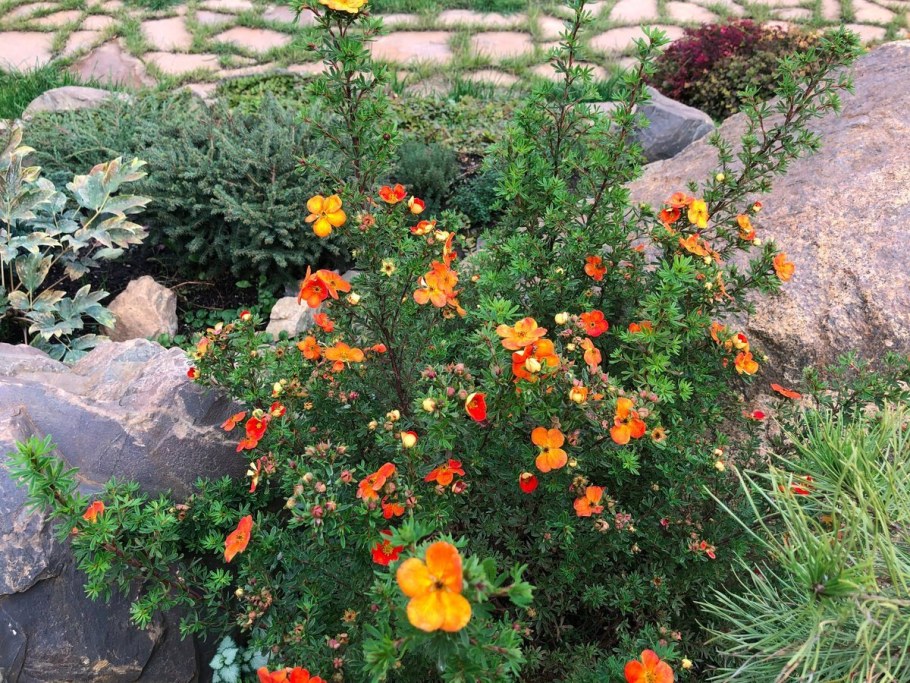 Лапчатка Дакота Санспот