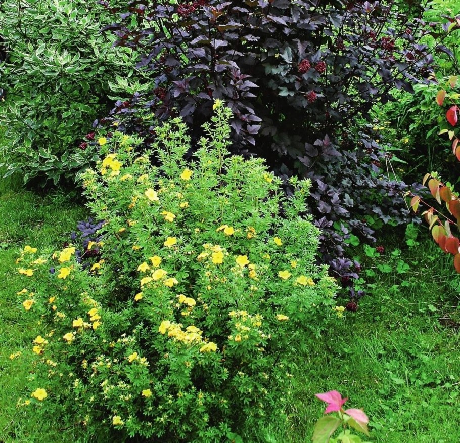 Барбарис, спирея, лапчатка