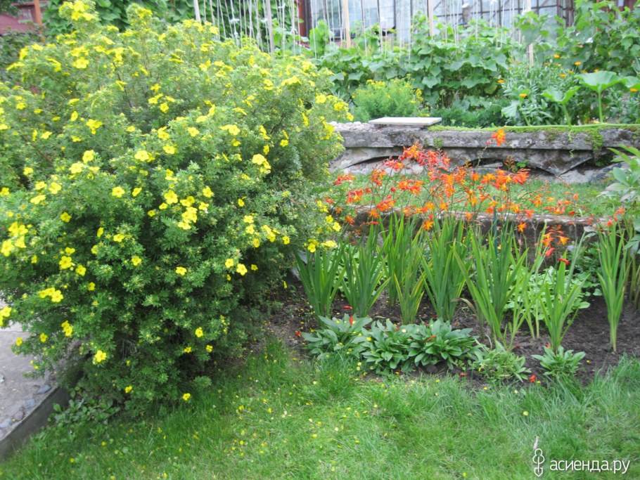 Лапчатка на клумбе