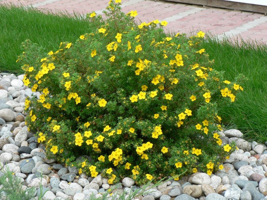 Лапчатка кустарниковая (Potentilla fruticosa)