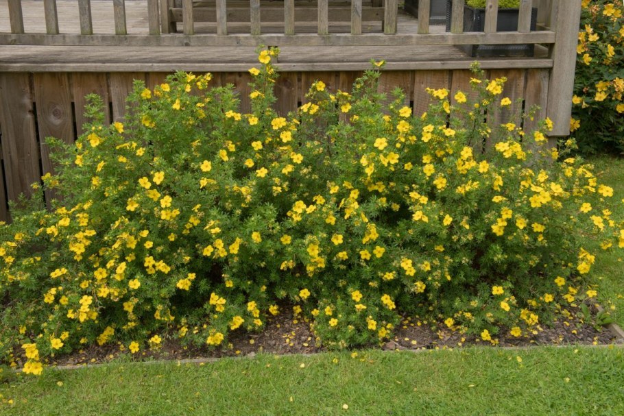 Лапчатка кустарниковая Белиссима