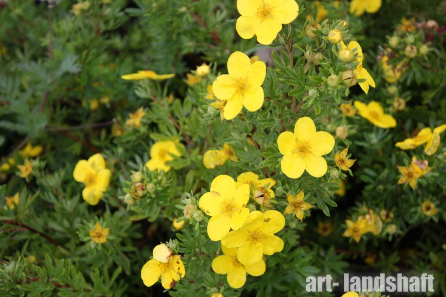 Курильский чай лапчатка кустарниковая