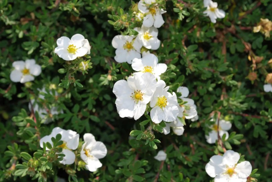 Лапчатка кустарниковая Potentilla fruticosa Abbotswood