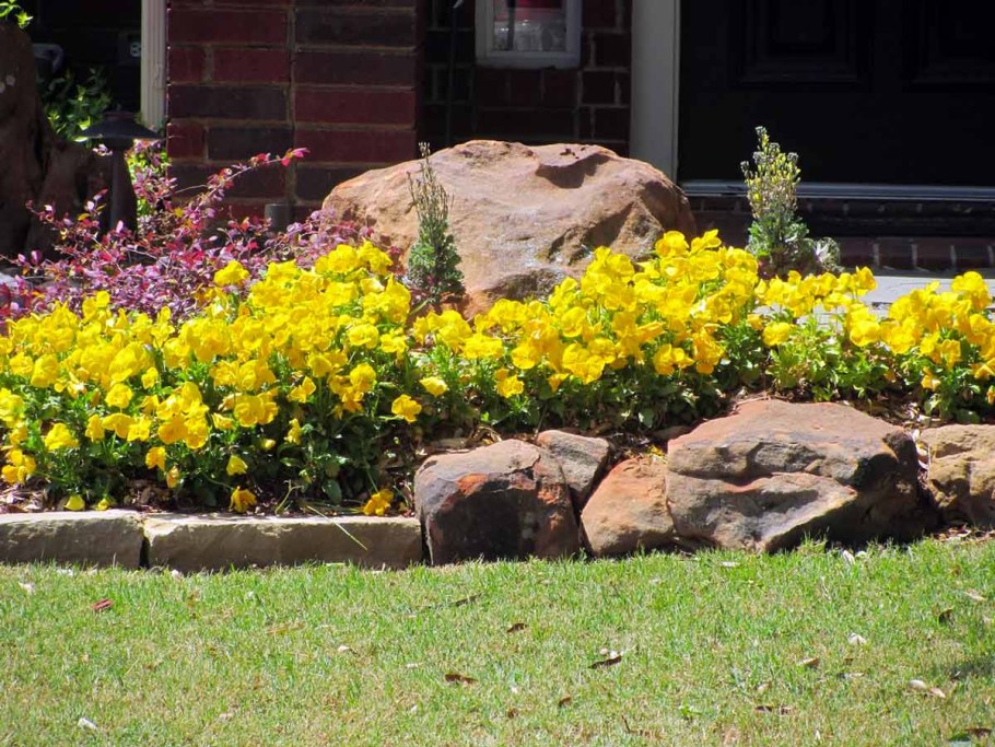 Лапчатка на клумбе