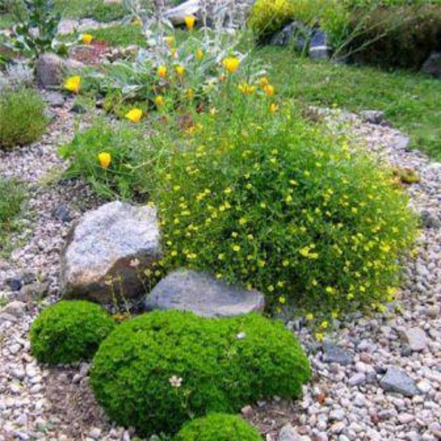 Лапчатка кустарниковая Живая изгородь