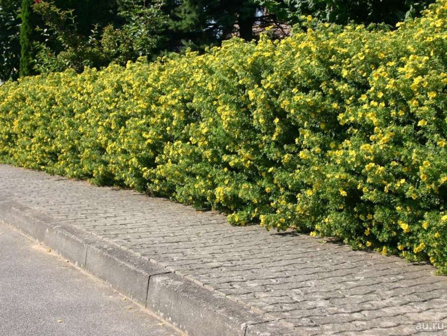 Карагана кустарниковая Живая изгородь