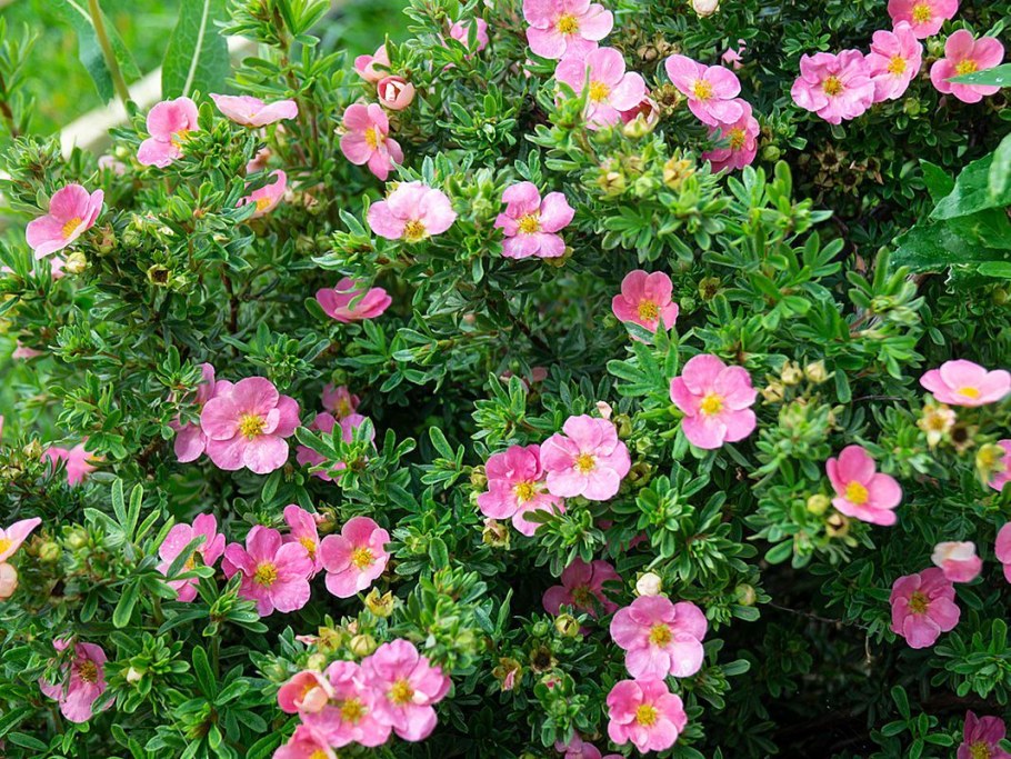 Лапчатка Пинк Бьюти