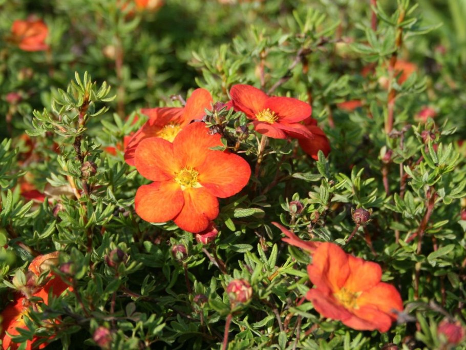 Мариан ред Робин лапчатка