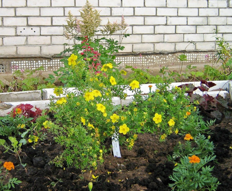 Компаньоны для лапчатки