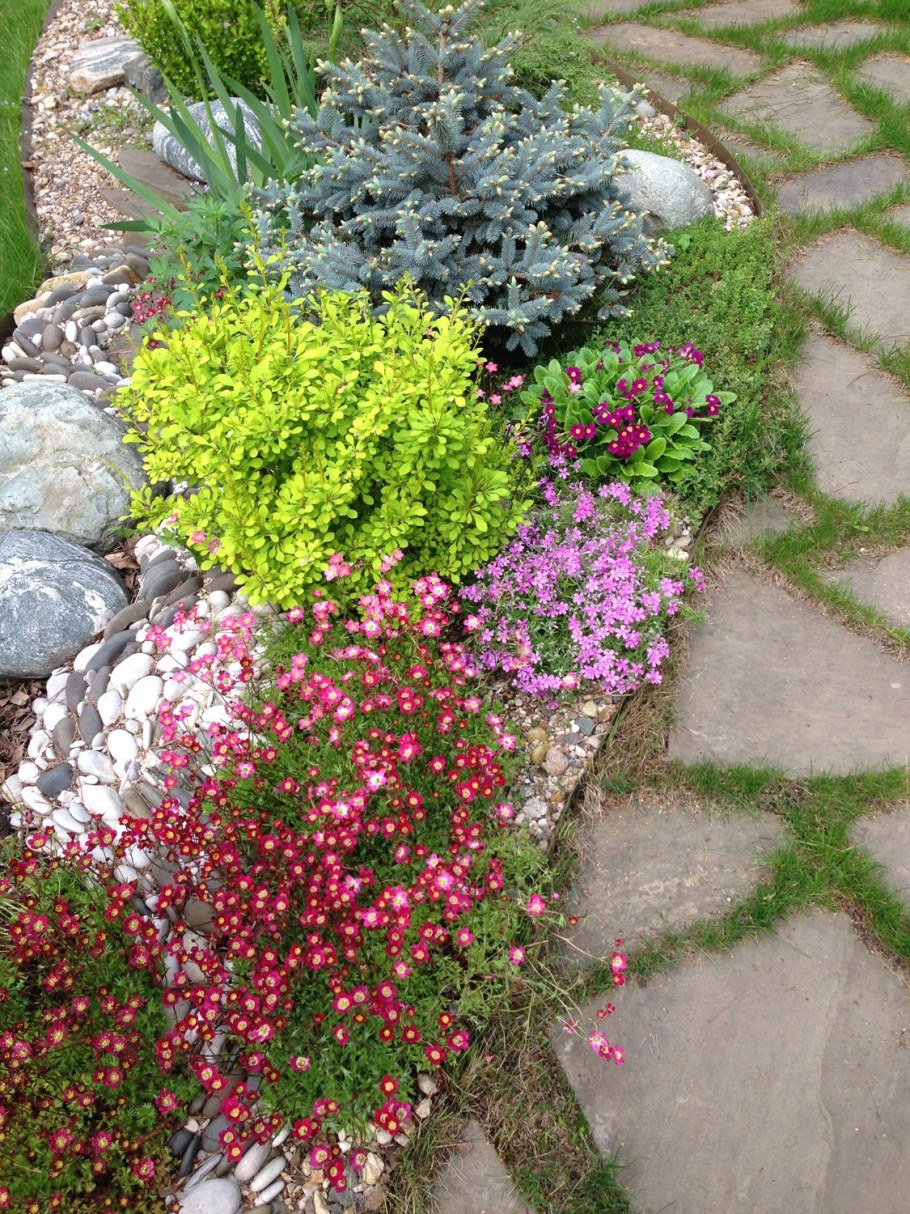 Лапчатка кустарниковая в альпинарии