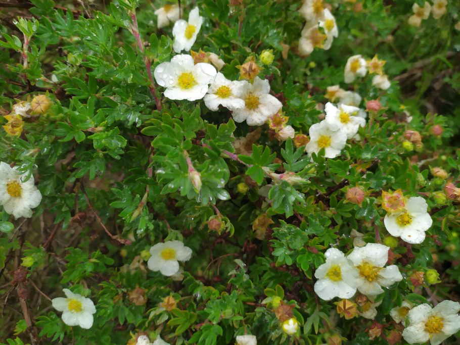 Лапчатка кустарниковая Mount Everest