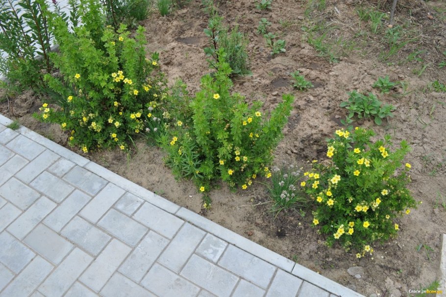 Лапчатка с барбарисом