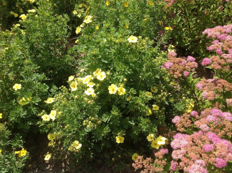 Лапчатка кустарниковая желтая