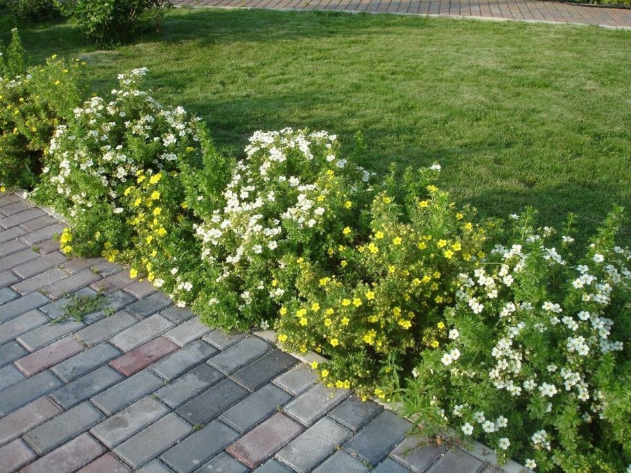 Лапчатка кустарниковая Белиссимо