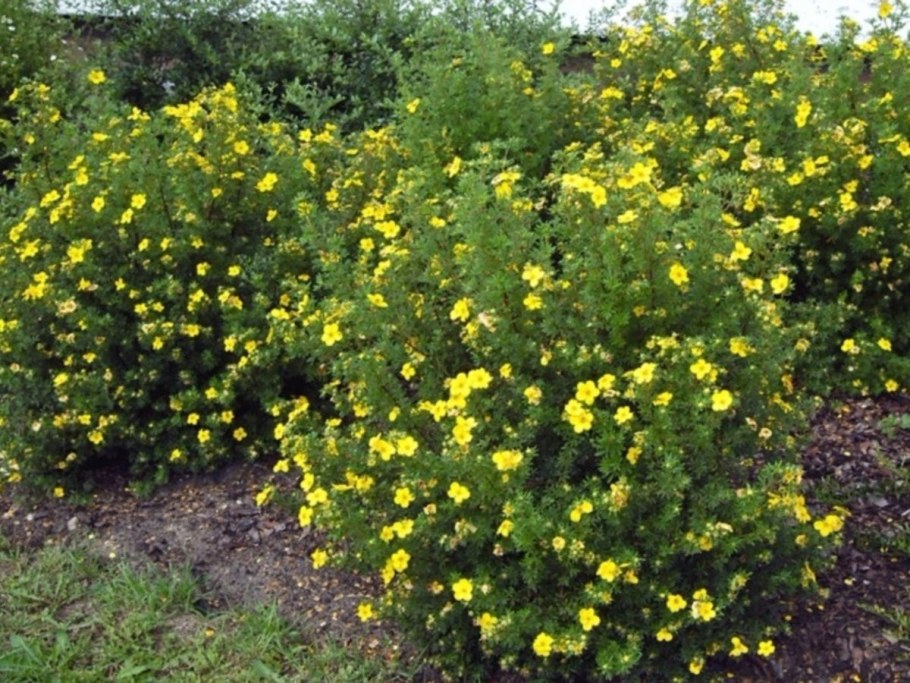 Лапчатка кустарниковая Голдфингер