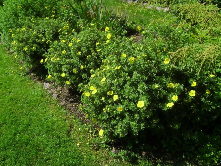 Лапчатка кустарниковая изгородь