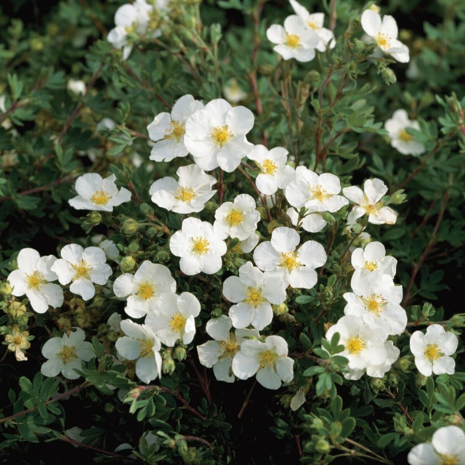 Лапчатка кустарниковая Abbotswood