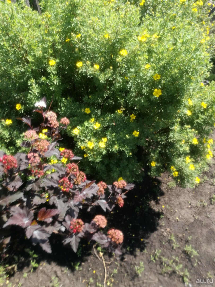 Тенгерне лапчатка кустарниковая