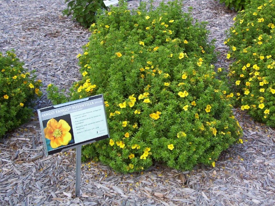 Лапчатка Фридхем Fridhem