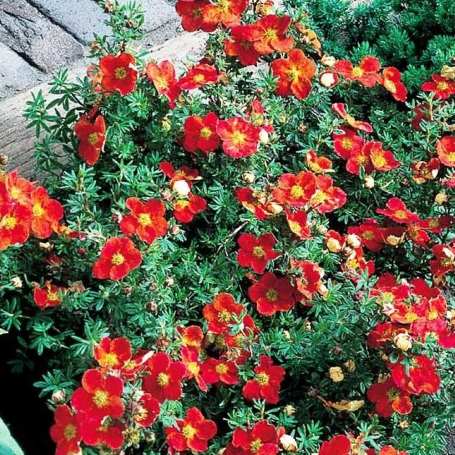 Лапчатка ред Робин