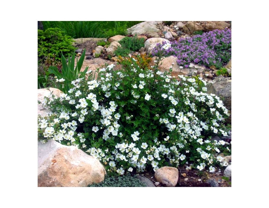 Спирея Абботсвуд