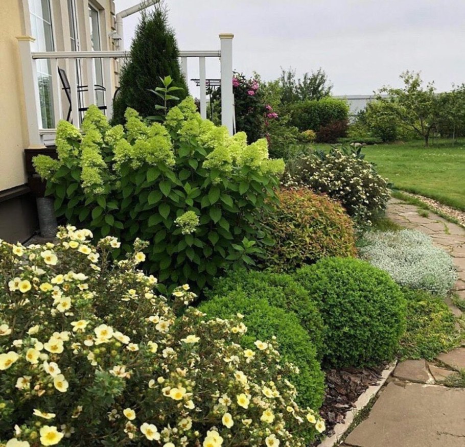 Спирея Лаймлайт