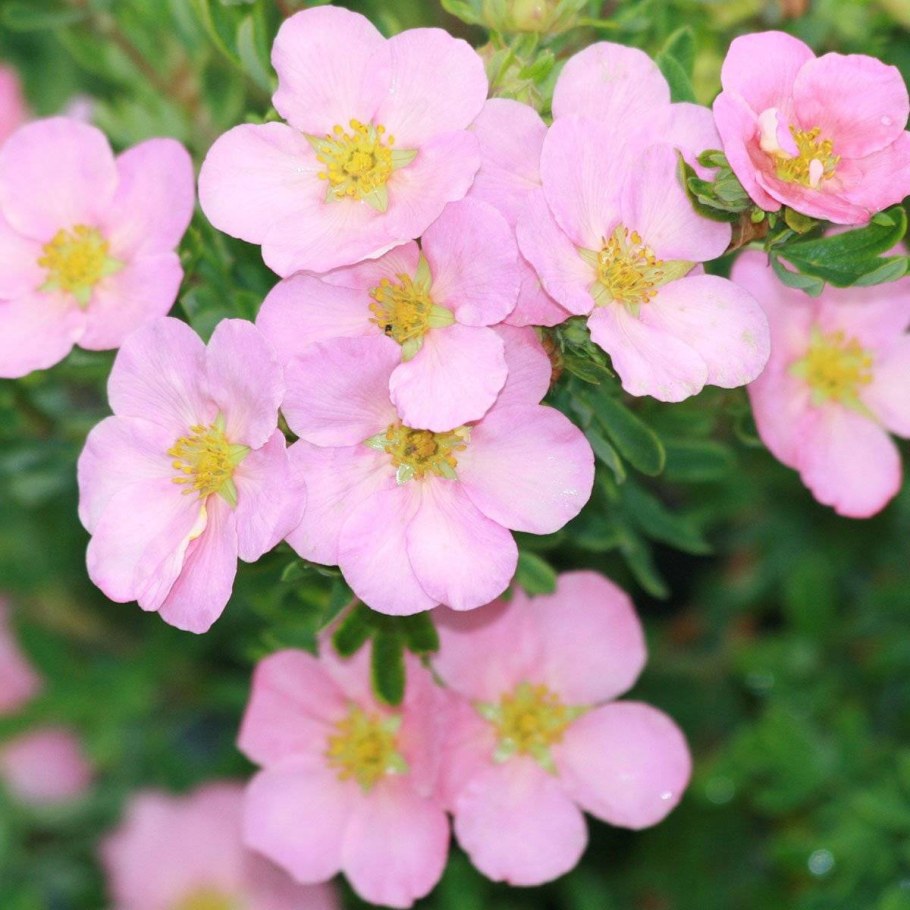 Лапчатка кустарниковая Пинк Квин