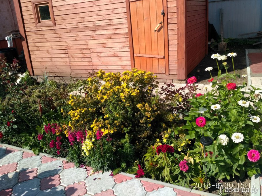 Курильский чай на клумбе