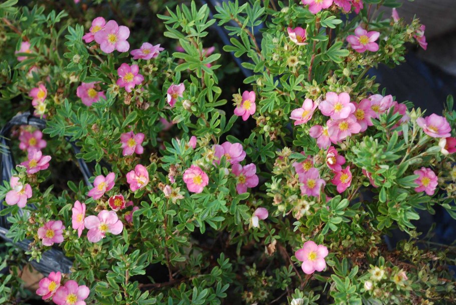 Лапчатка кустарниковая Лавли Пинк