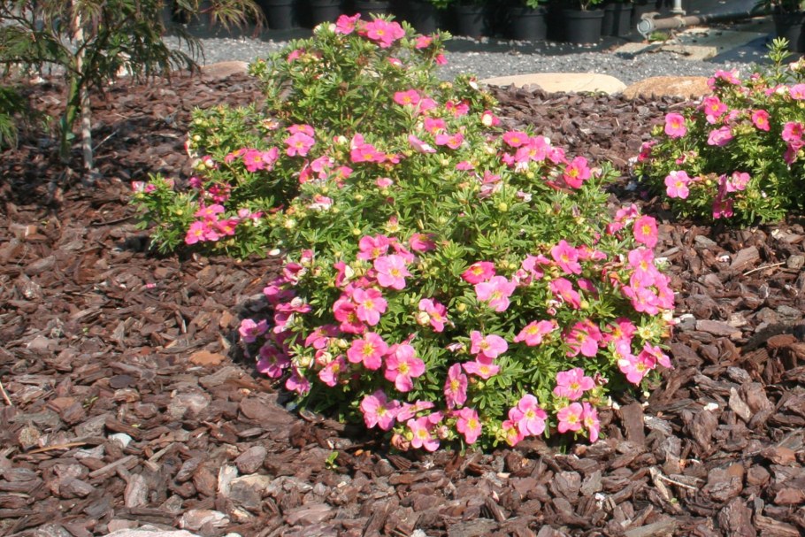 Лапчатка Пинк Белиссимо