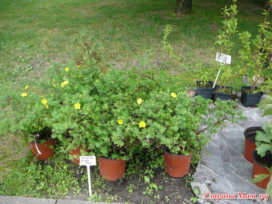 Лапчатка кустарниковая желтая изгородь