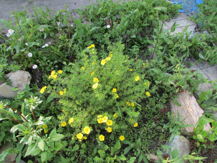 Лапчатка Камчатская