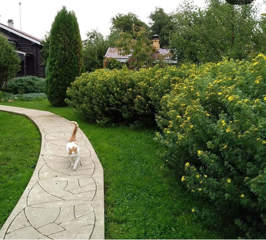 Лапчатка кустарниковая Живая изгородь