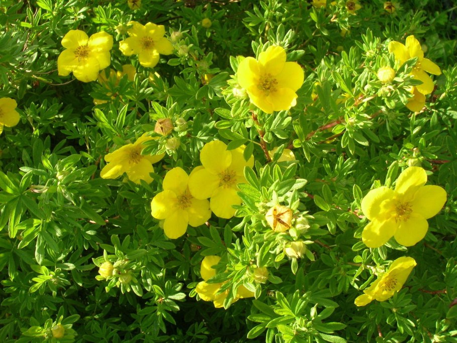 Лапчатка кустарниковая принцесс