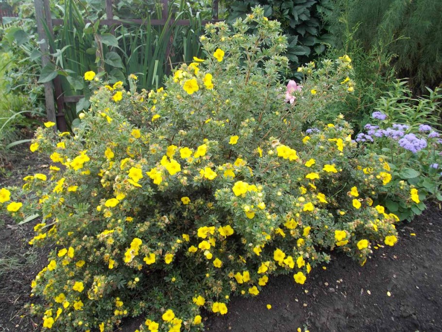 Лапчатка кустарниковая куст