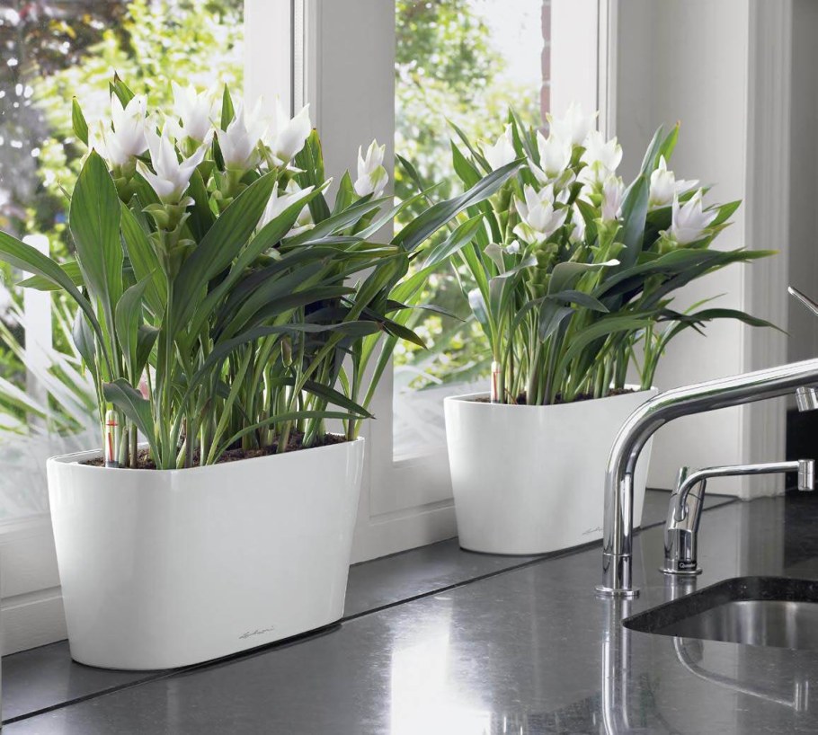 Лечуза спатифиллум